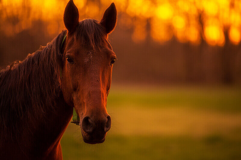 Purdue horses-asthmaLO.jpg