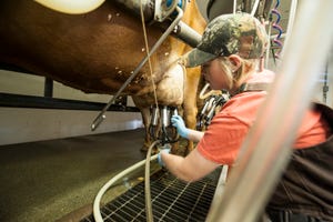 New blood test reveals susceptibility to clinical mastitis
