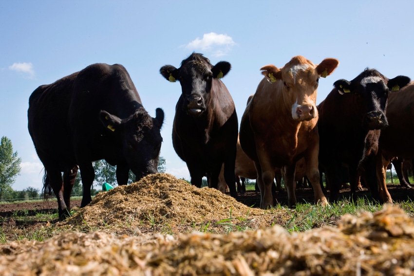 Bayer cattle Brazil 2019-0099.jpg