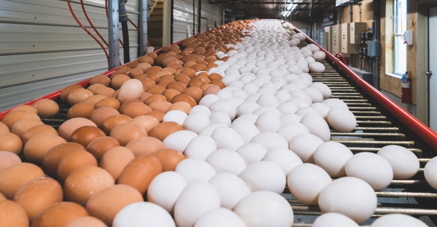 cage free eggs Michigan Allied Poultry Industries.jpg