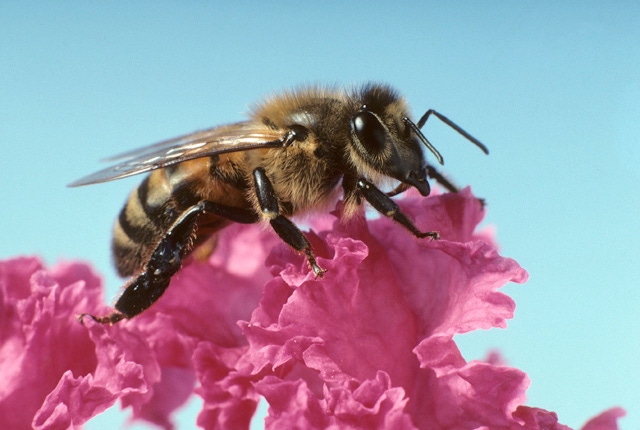 Species shifts in honeybee microbiome differ with age, hive role