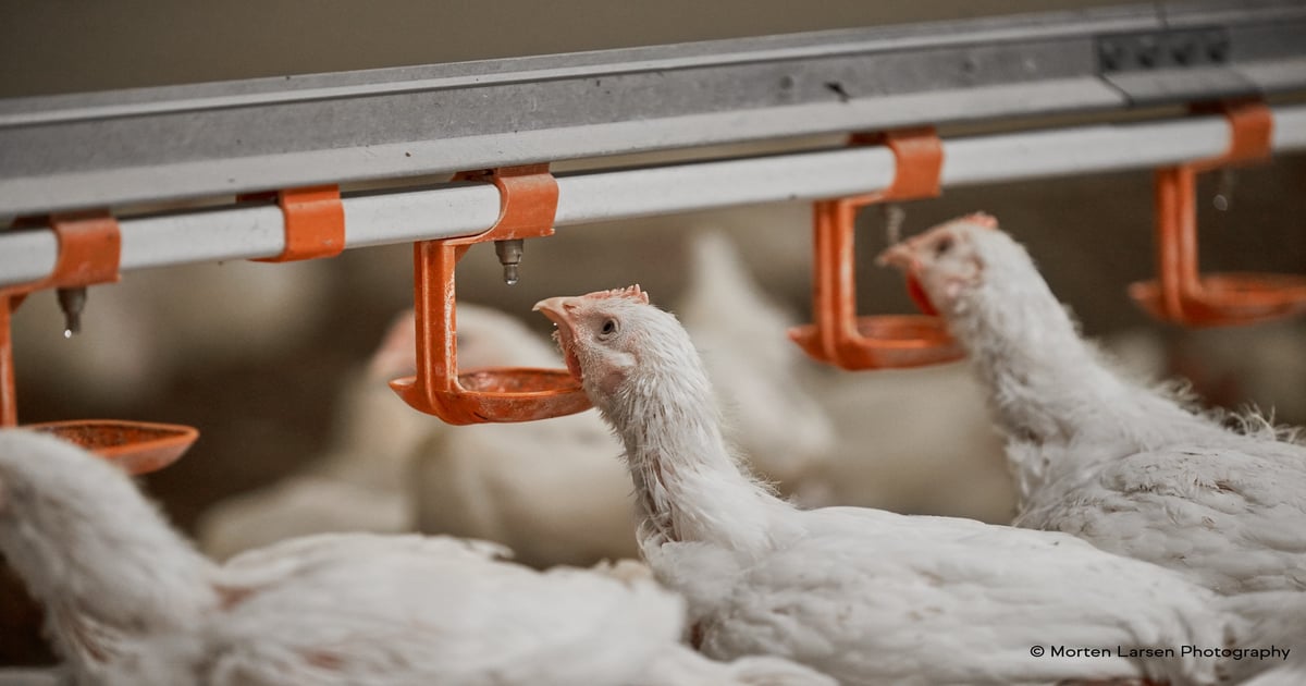 IFF launches DFM solution to boost poultry welfare