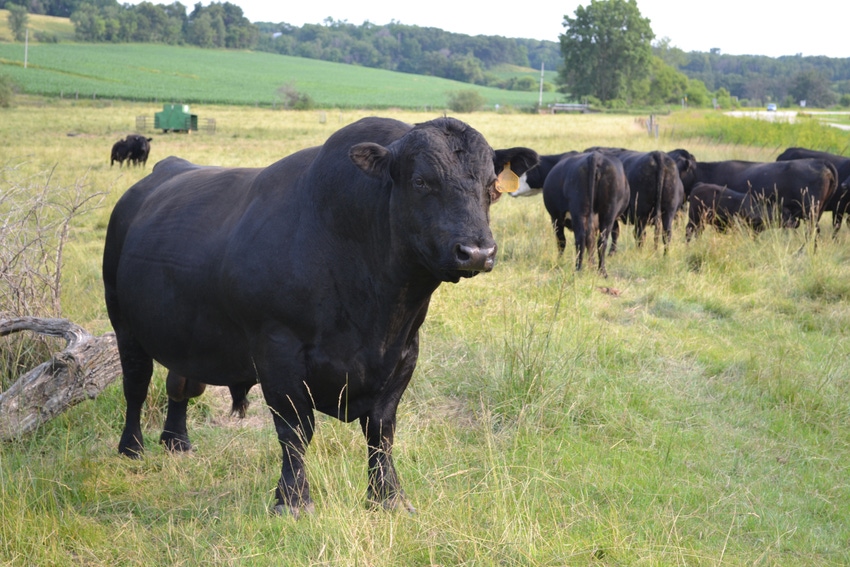 Bulls require preparation prior to breeding season
