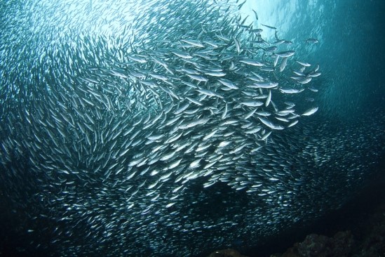 UC Santa Barbara sardines.jpg