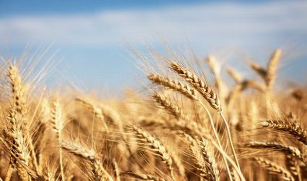 Senators write USDA seeking wheat assistance