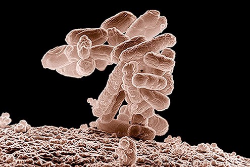 USDA ARS E. coli bacteria.jpg