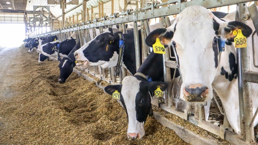 dairy cows cornell.jpg