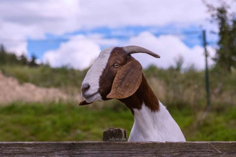 Pirbright RVF goat.jpg