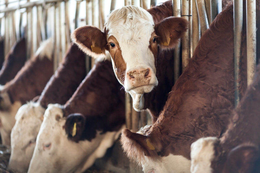 Simmental dairy cows eating_123ducu_iStock_Getty Images-504913640.jpg