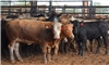 LIVESTOCK MARKETS: Cattle market pressured by heavier weights