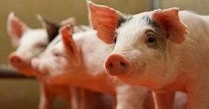 New coronavirus from bats in China devastates young swine