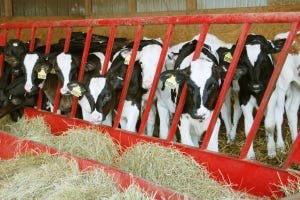New alternative to whey proteins in calf milk replacers
