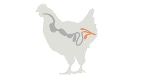 Gut health in poultry