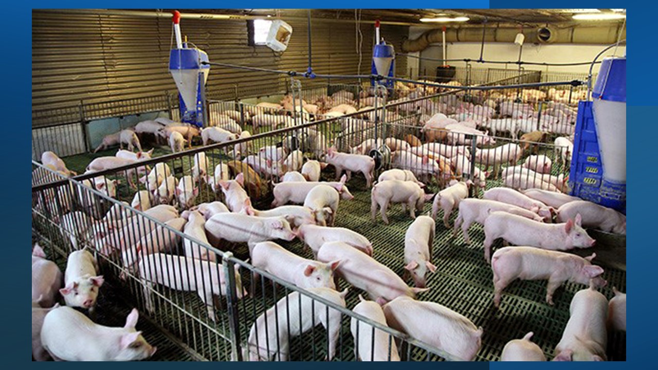 Collective action neutralizes African swine fever threat