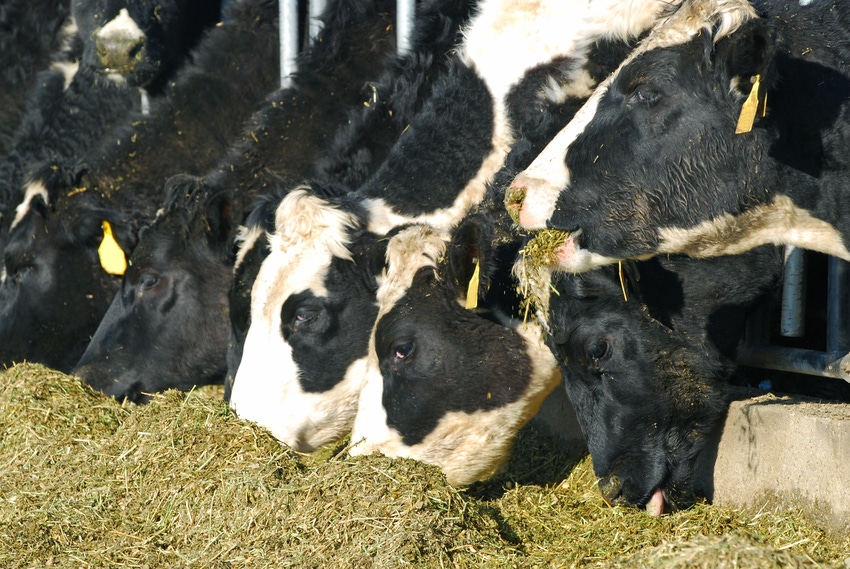 dairy cows eating silage-shutterstock_24145258.jpg