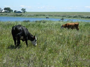 Grazing reed canarygrass may control invasive plant