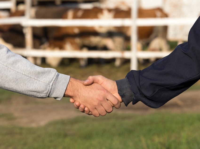 farmers shaking hands at cow farm agribusiness