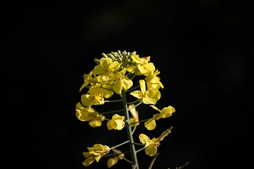 Canola blossom Bloomberg .jpg Canola blossom Bloomberg .jpg