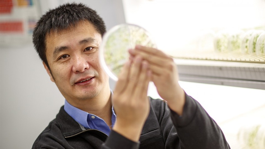MicroRNA discovery could bolster crop traits
