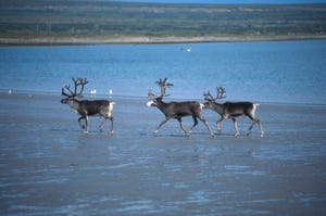 Scientists unwrap reindeer genome