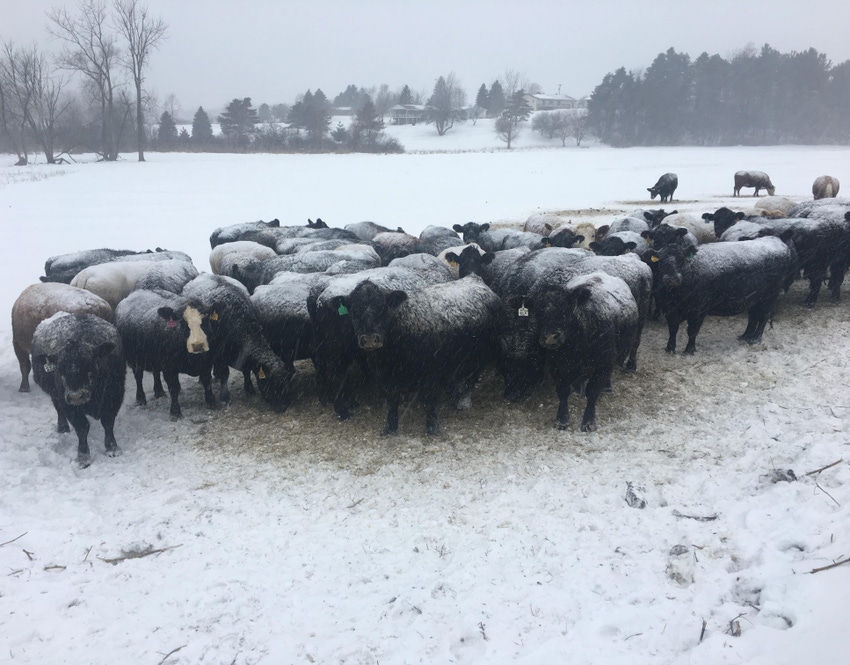 Livestock sector braces for winter storm impact