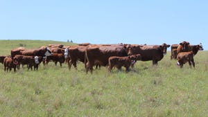 University of Nebraska Lincoln 20200916-cattlebehavior-nt.jpg