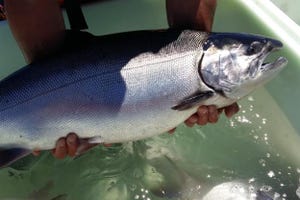 N&H TOPLINE: Genomic tool advances salmon breeding