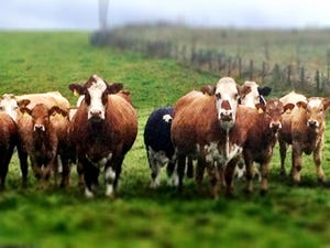 cattle - Aberdeen Angus_Placebo365_iStock_Thinkstock-538351018.jpg