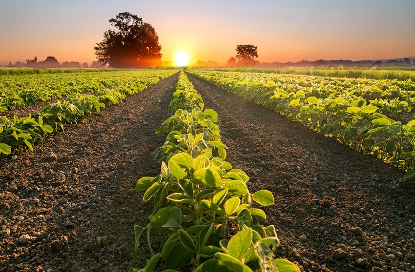 soybean field at sunset