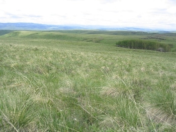 Do prairie dogs benefit cattle grazing?