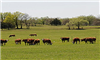 Beef animal welfare views: U.S. public vs. cattle producers