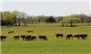 Beef animal welfare views: U.S. public vs. cattle producers