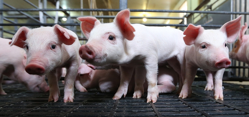 Global piglet gut bacteria reveals patterns at key growth stages - Vimarsana News