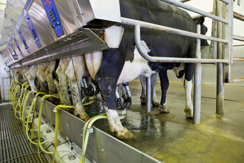 Automated milking systems slowing farm consolidation