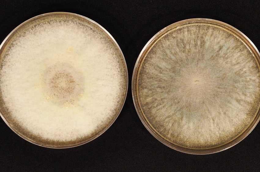 Fusarium fungi to be cataloged in $1.2m study