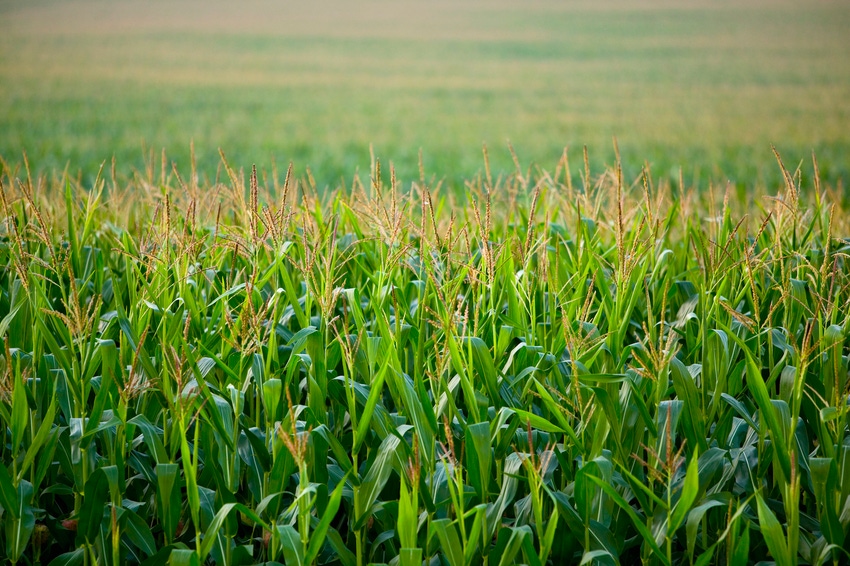 corn-field-527873380.jpg