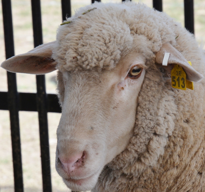 Misplaced metal scrapie ear tags could pose risk to shearer, sheep