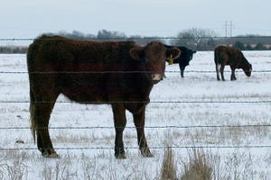 Cow/calf producers should estimate winter feed needs