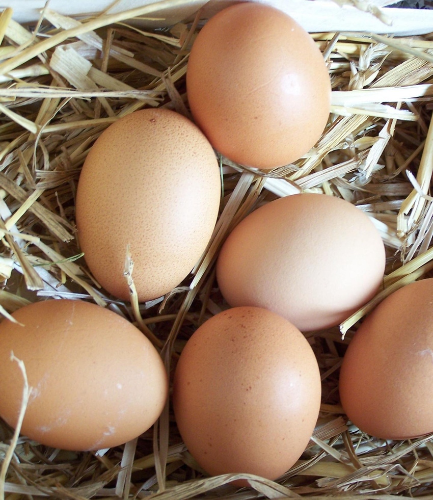 Hot weather not cause of salmonella on egg farms