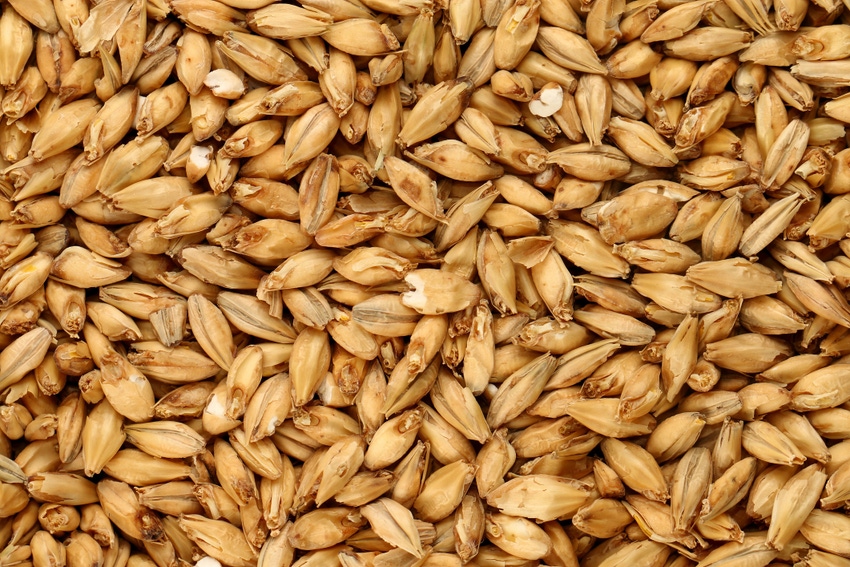 barley - malted barley grains