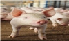 Take steps to help fallout pigs bounce back