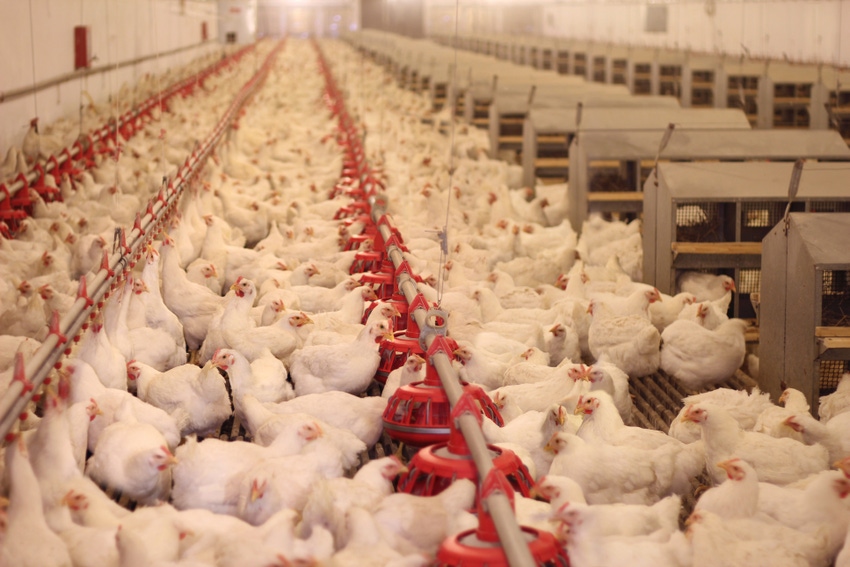 Partnership between contract farmers and chicken companies studied Partnership between contract farmers and chicken companies studied
