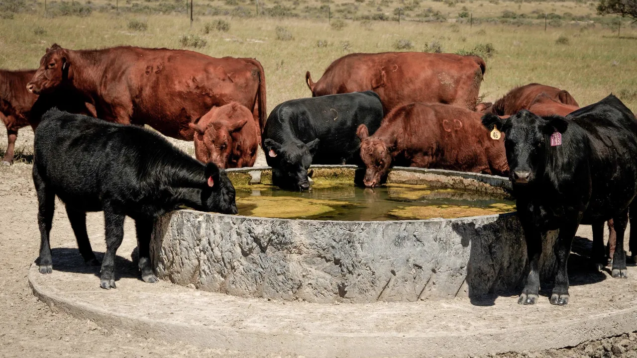 cattle drinking at ranch cattle drinking at ranch