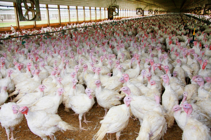 Frozen chicken, turkey stocks in cold storage increase