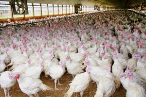 Turkey production up, but growth outlook modest