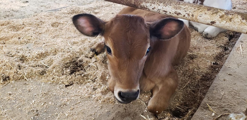 Calf_1.jpg Calf_1.jpg