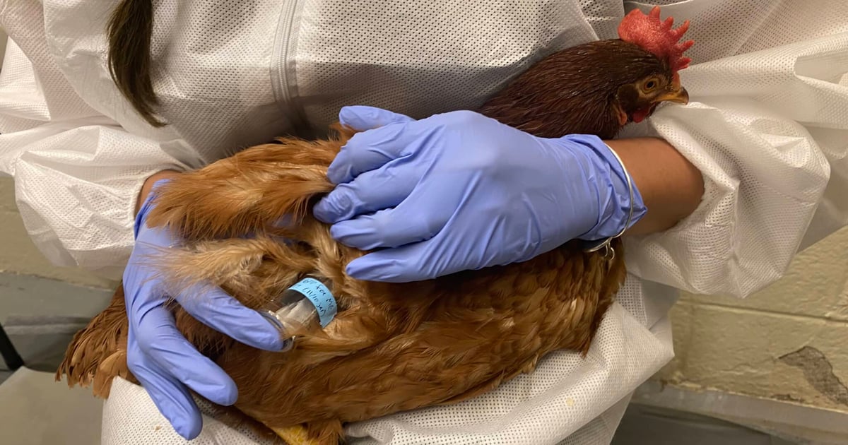 Fluralaner, ivermectin examined for bed bug control on poultry farms