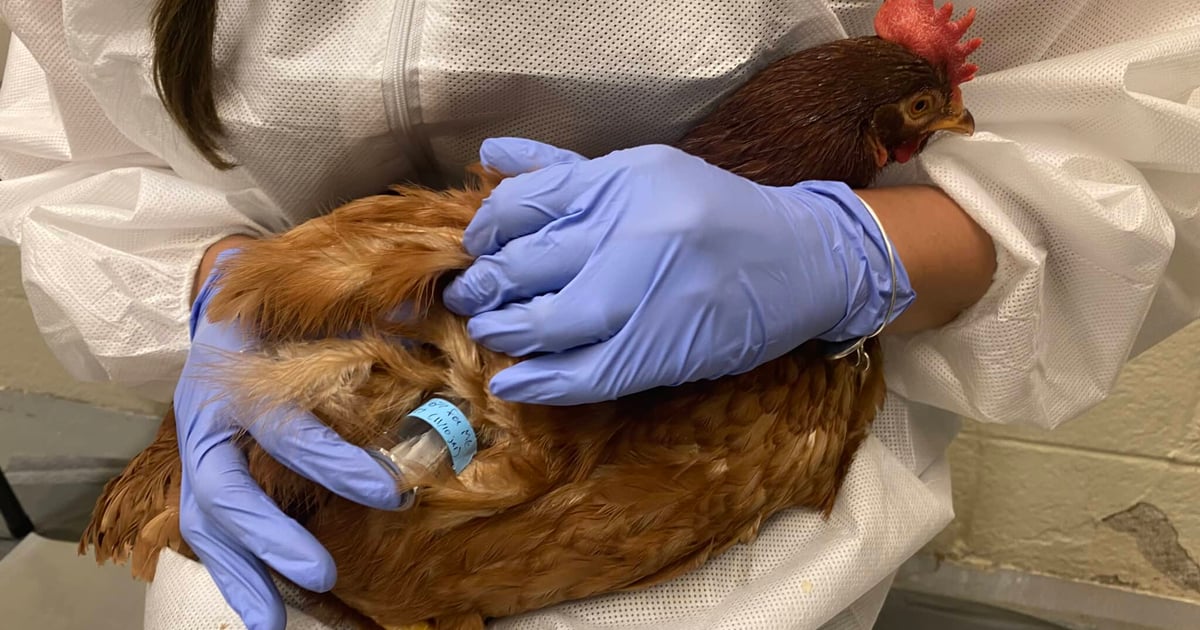 Farm Bug Control Fluralaner, ivermectin examined for bed bug control on poultry farms