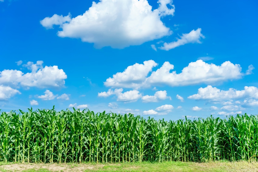 Grain belt farmland values holding steady