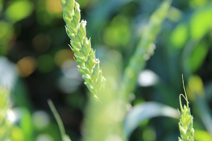 Key to drought-tolerant crops may be in leaves